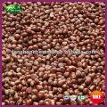 2015 New Crop Hot Sale Bulk Organic Fresh Chinese Chestnuts Nuts Kernels